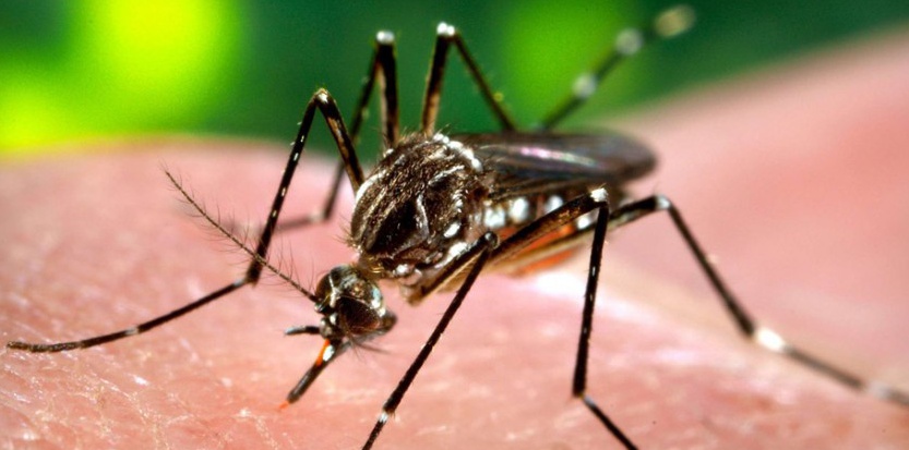 Résultats encourageants d’un vaccin contre la dengue